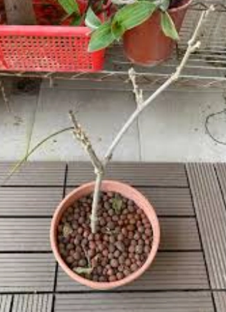 紫藤花葉子變黃 紫藤花葉子變黃