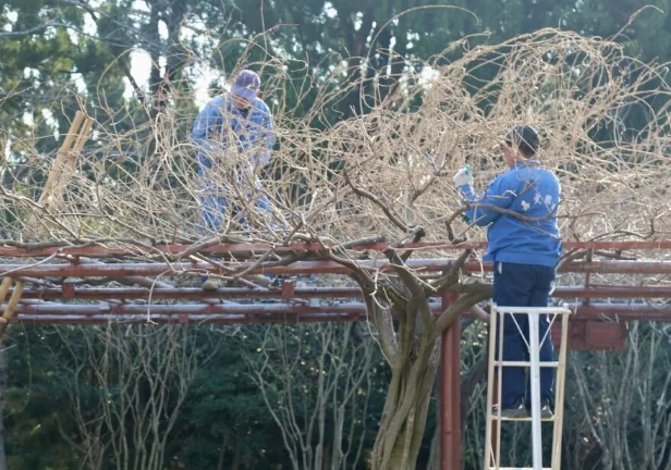 紫藤種植技巧