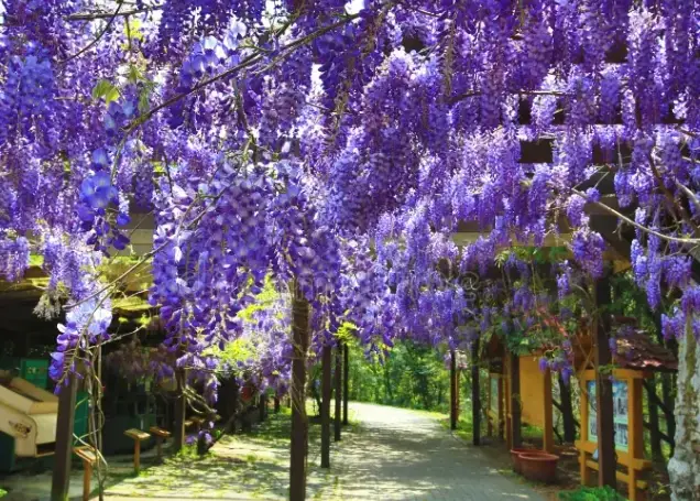 紫藤花開花時間 紫藤花開花時間