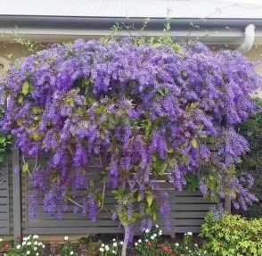 台灣賞花秘境 台灣賞花秘境