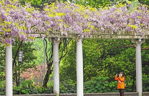 紫藤花景點 紫藤花景點