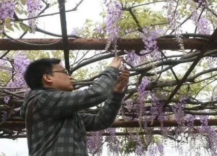 紫藤修剪