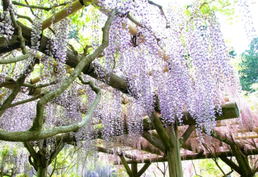 紫藤花開花方法 紫藤花開花方法
