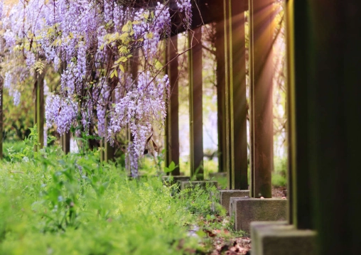 紫藤花葉子變黃 紫藤花葉子變黃
