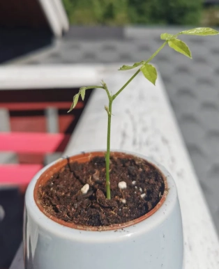 紫藤種子種植方法 紫藤種子種植方法