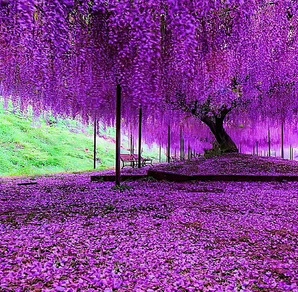 紫藤花景點 紫藤花景點