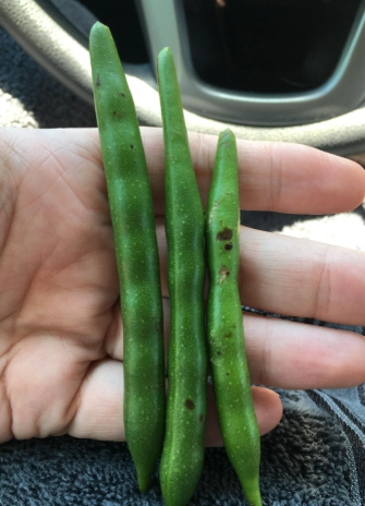 紫藤花後觀賞 紫藤花後觀賞