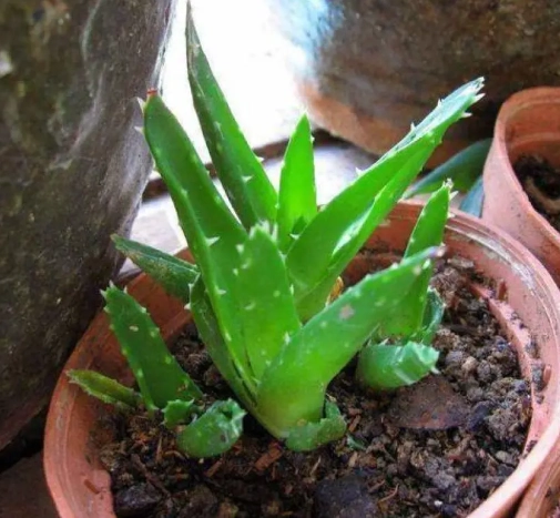 陽台種蘆薈