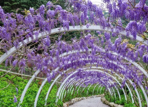 紫藤花 台灣