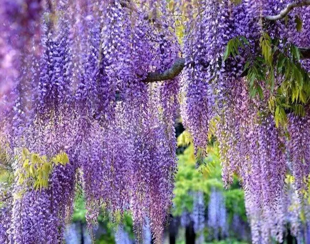 紫藤花景點 紫藤花景點