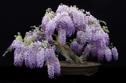 紫藤花不開花原因 紫藤花不開花原因