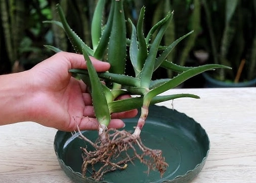 蘆薈種植技巧