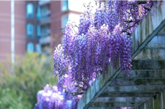 紫藤花養護技巧 紫藤花養護技巧