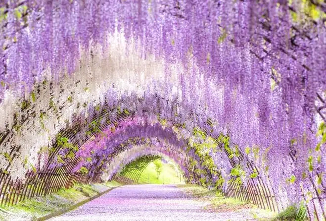 紫藤花修剪