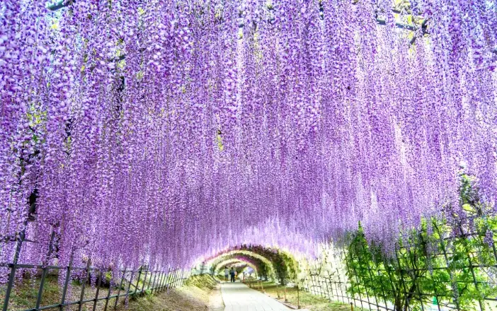 紫藤花 台灣