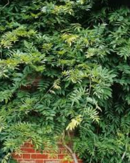 紫藤花養護技巧 紫藤花養護技巧