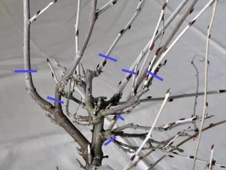 紫藤花養護技巧 紫藤花養護技巧