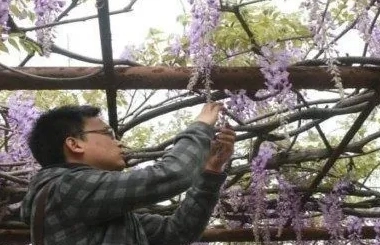 紫藤花修剪時間