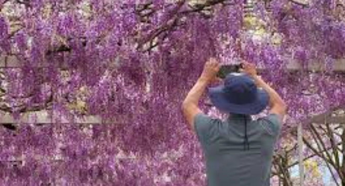 紫藤花修剪時間