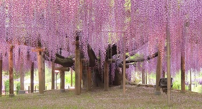 紫藤盆栽照顧 紫藤盆栽照顧