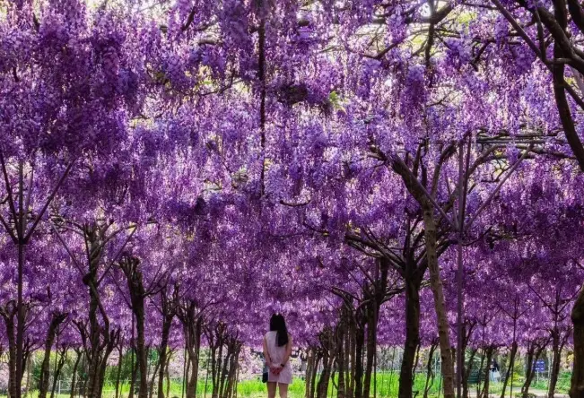 紫藤花季