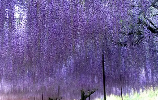 紫藤花景點 紫藤花景點