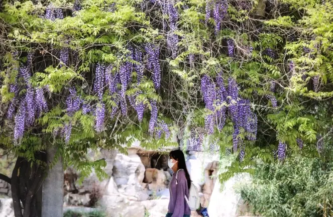 紫藤花景點 紫藤花景點