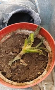 蘆薈種植技巧
