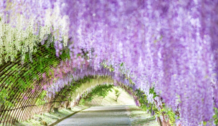 紫藤花拍照 紫藤花拍照