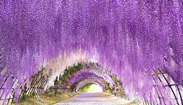 紫藤花季