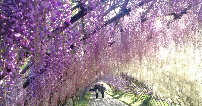 紫藤花期 紫藤花期