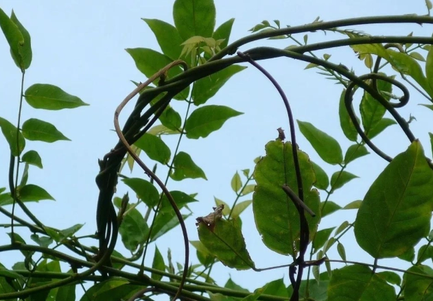 紫藤花不開花原因 紫藤花不開花原因