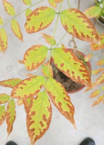 紫藤病害治療