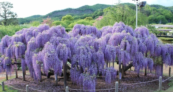 台灣賞花秘境 台灣賞花秘境