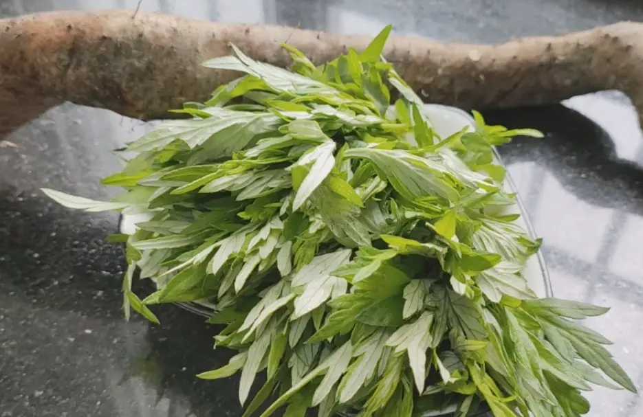 艾草根怎麼煮 艾草根怎麼煮