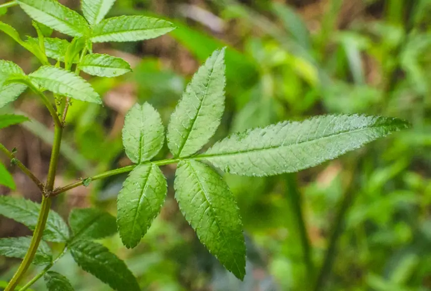 芳香萬壽菊葉子變黑原因
