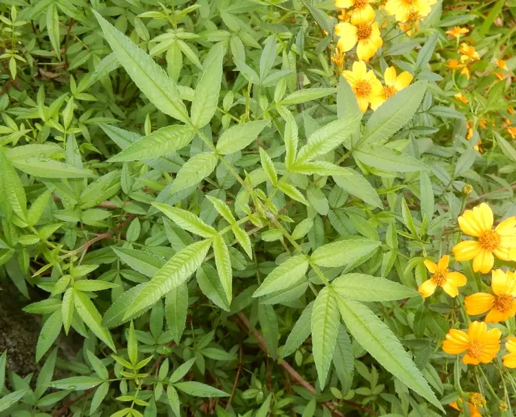 芳香萬壽菊病害