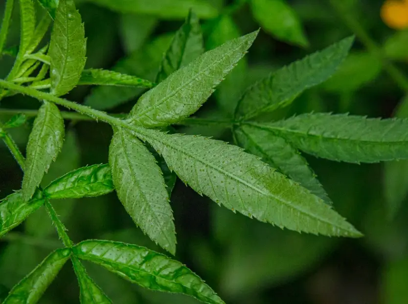 芳香萬壽菊養護