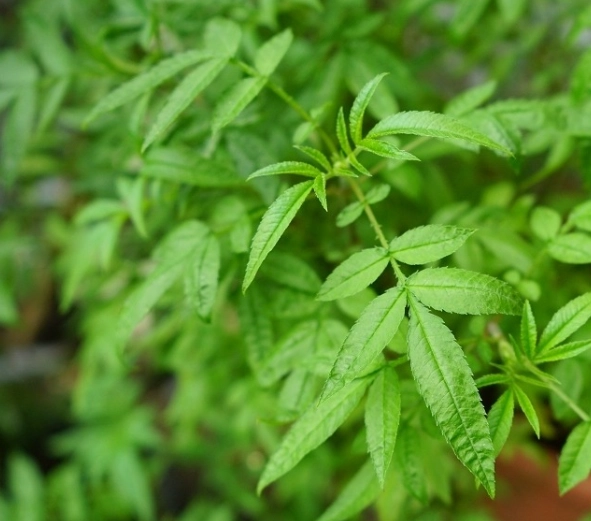 芳香萬壽菊葉子變黑原因