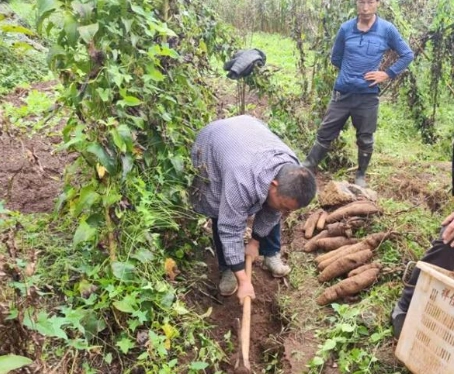 山藥種植方法 山藥種植方法
