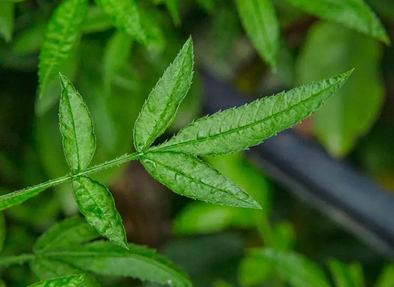 芳香萬壽菊養護