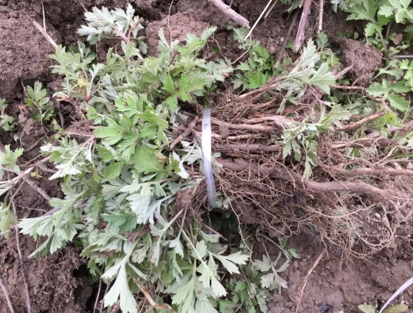 艾草根禁忌 艾草根禁忌