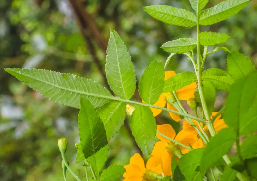 芳香萬壽菊病害