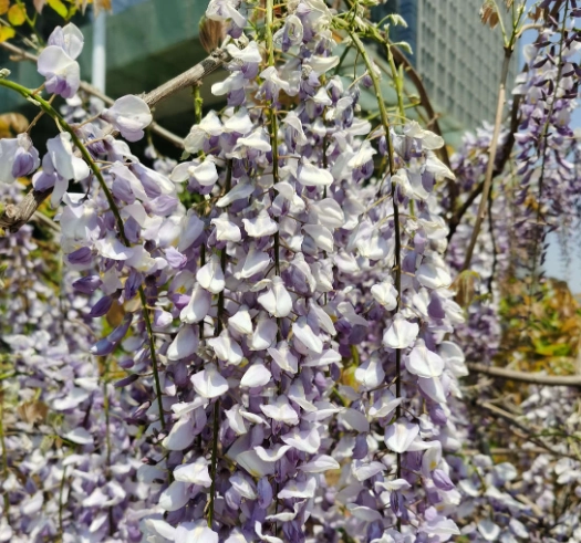 紫藤花盆栽種植 紫藤花盆栽種植