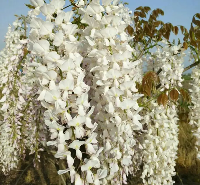 紫藤花盆栽種植 紫藤花盆栽種植