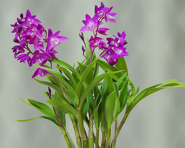 蘭花冬季照顧