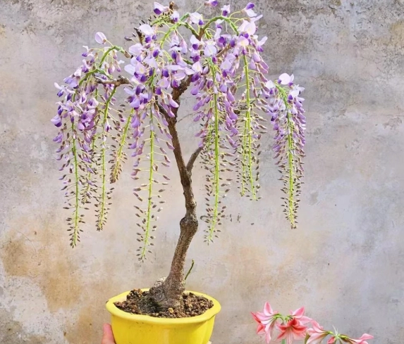白色紫藤花照顧 白色紫藤花照顧