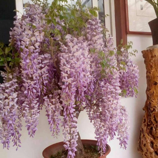 紫藤花盆栽種植 紫藤花盆栽種植