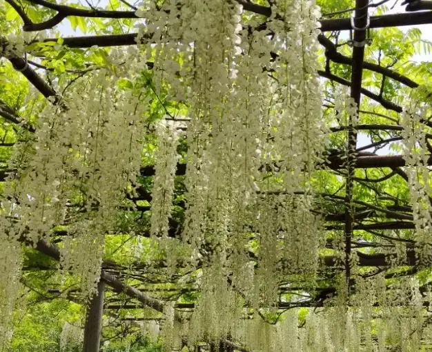 白色紫藤花照顧 白色紫藤花照顧