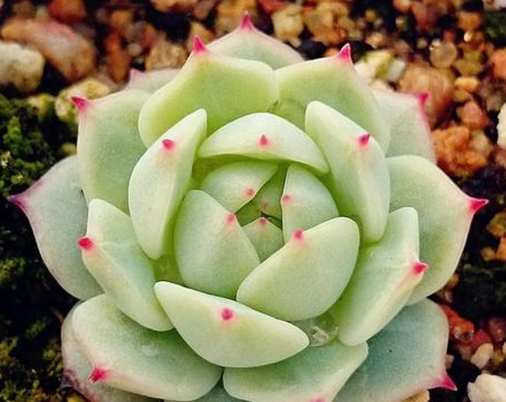 石蓮花怎麼處理 石蓮花怎麼處理